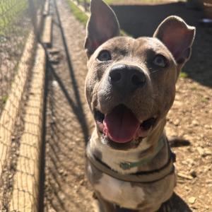 Roo, Mixed Breed (Medium), adult, available for adoption