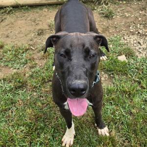 Marmaduke, Mixed Breed (Large), adult, available for adoption