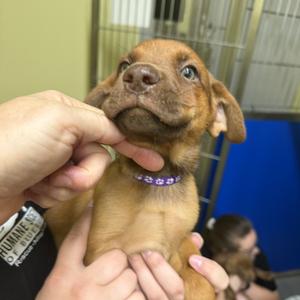 Freckles, Mixed Breed (Medium), puppy, available for adoption