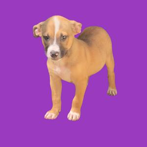 A light brown puppy with a white muzzle and chest standing on a purple background.