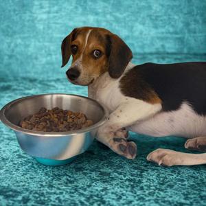 Steve, Beagle, adult, available for adoption