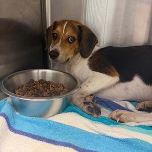 Steve, Beagle, puppy, available for adoption