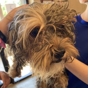 Bennie, Terrier, Yorkshire, Yorkie, adult, available for adoption