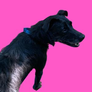 A black dog with a blue collar standing against a bright pink background.