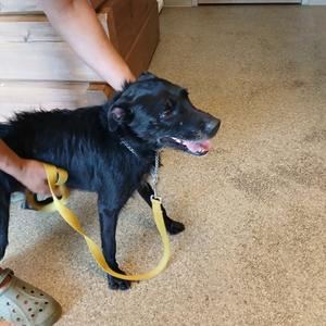 Stormy, Terrier, Jack Russell, adult, available for adoption