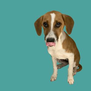 A brown and white dog sitting on a teal background with its tongue out.