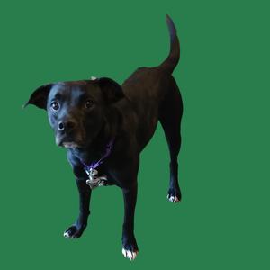 A black dog standing on a green background, wearing a purple collar with a tag.