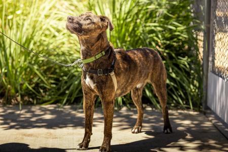 Irwin, Pit Bull Terrier, young, available for adoption