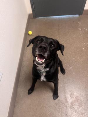 Teddy, Labrador Retriever, adult, available for adoption