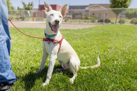 Spencer, Husky, young, available for adoption