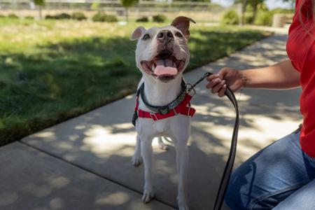 Naya, Staffordshire Bull Terrier, adult, available for adoption