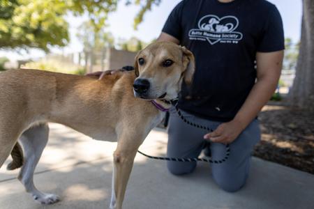 Sandy, English Coonhound / Labrador Retriever, adult, available for adoption