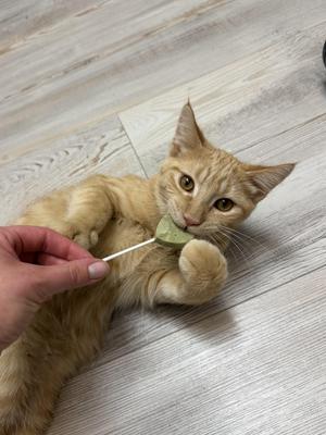 Pumpkin Spice, kitten, available for adoption