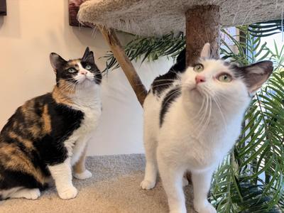 Bailey & Meredith, adult, available for adoption