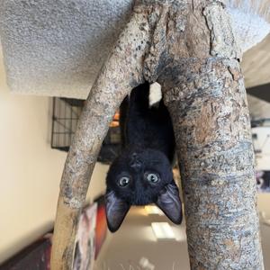 Ben, kitten, available for adoption
