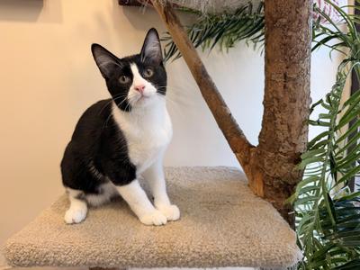 Jackson, kitten, available for adoption