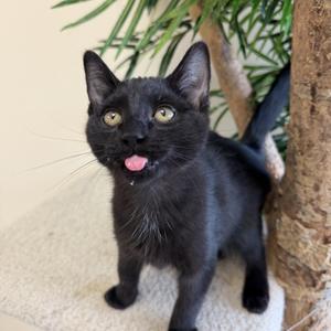 Vector, kitten, available for adoption