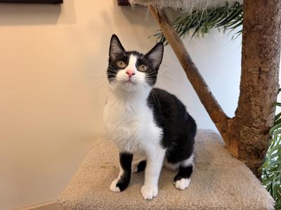 Owen, kitten, available for adoption