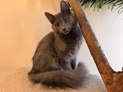 Aurora, kitten, available for adoption