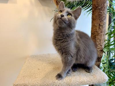 Minerva, kitten, available for adoption