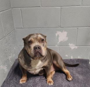 Tabby, American Bully, young, available for adoption