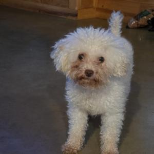 Ollie, Miniature Poodle, young, available for adoption