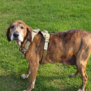 Sawyer, Plott Hound, adult, available for adoption