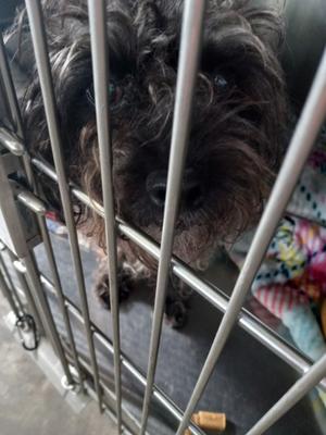 Rosie, Poodle - Miniature Mix, available for adoption