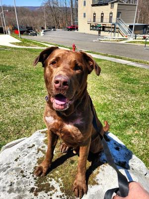 Duke, Labrador Retriever, adult, available for adoption