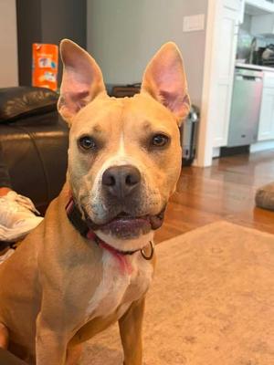 Nova, Terrier, young, available for adoption