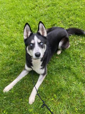 Bolt, Husky, young, available for adoption