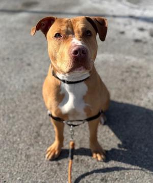 Luna, Terrier / Mixed Breed, young, available for adoption