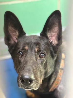Maya, German Shepherd Dog, adult, available for adoption