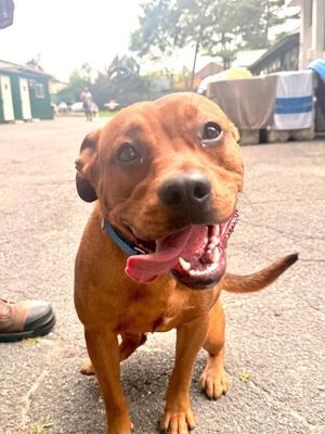 Chance, Terrier / Mixed Breed, puppy, available for adoption