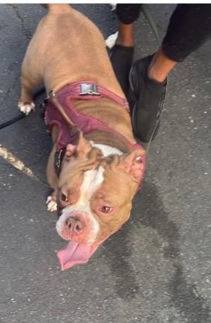 Louise, Terrier / Mixed Breed, adult, available for adoption