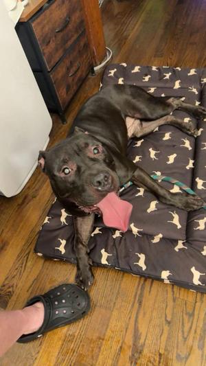 Knox, Terrier / Mixed Breed, young, available for adoption