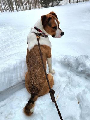 Gigi, Boxer / Mixed Breed, adult, available for adoption