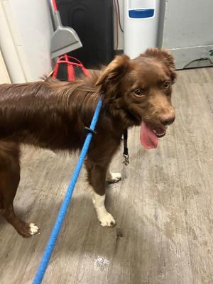 Lucy, Border Collie / Mixed Breed, puppy, available for adoption