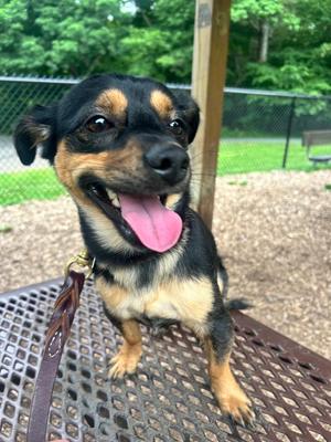 Junior, Chihuahua / Mixed Breed, young, available for adoption