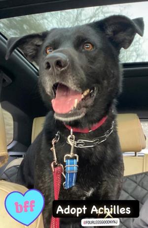 Achilles, Mixed Breed, adult, available for adoption