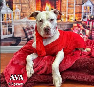 Ava, Terrier / Mixed Breed, senior, available for adoption