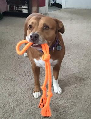 A medium-sized brown and white dog stands on a carpet holding an orange rope toy in its mouth.