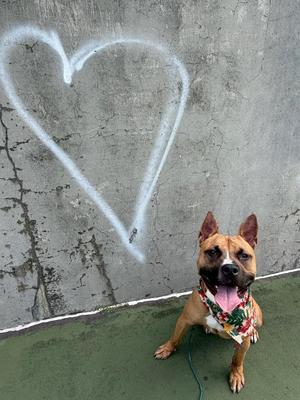 A brown dog wearing a colorful bandana sits on a green surface in front of a concrete wall with a white chalk heart drawn on it.