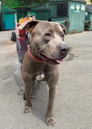 Dante, Terrier / Mixed Breed, young, available for adoption