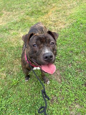 a brown dog with a pink tongue sticking out, wearing a red collar and black leash, standing on green grass