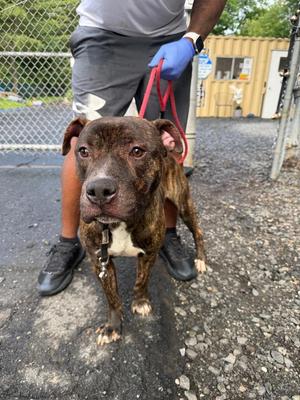 Charlie, Terrier / Mixed Breed, young, available for adoption