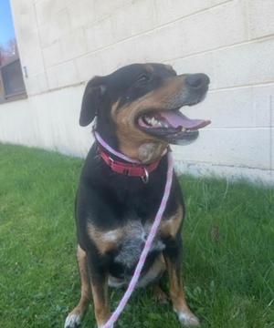 Clover, Labrador Retriever / Mixed Breed, adult, available for adoption