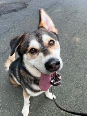A happy dog with a black, white, and brown coat, sticking out its tongue, sitting on a paved surface.