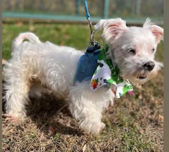 Marshmallow, Maltese / Mixed Breed, senior, available for adoption