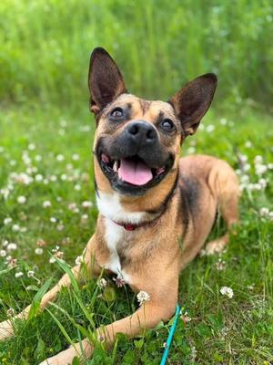 Juno, German Shepherd Dog / Mixed Breed, adult, available for adoption